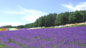 the benefits of lavender in our products