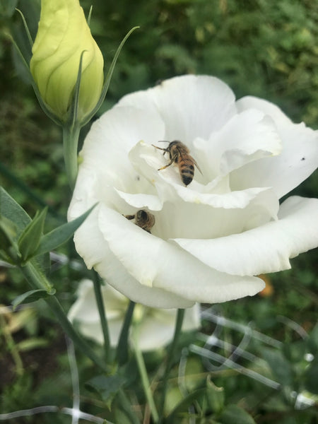 Getting your garden spring ready!