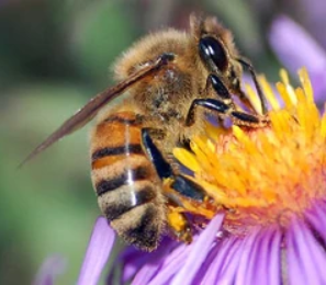 3 simple steps to saving the bees